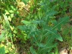 (Wild Lettuce)