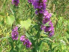 (Purple Loosestrife)