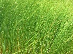 (Prairie Cord Grass)