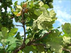 (Bur Oak)