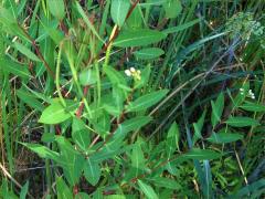 (Hemp Dogbane) fruit