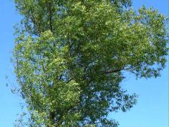 (Peach-leaved Willow) plant