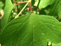 (European Highbush Cranberry) stipules