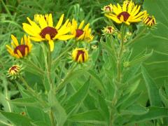 (Sweet Black-eyed Susan)