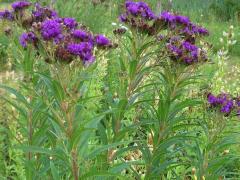 (Smooth Ironweed)