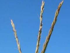 (Big Bluestem) seed head