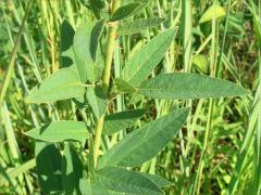 (Showy Tick Trefoil) leaves