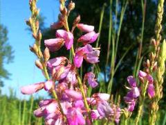 (Showy Tick Trefoil)