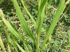 (Prairie Blazing Star) leaves