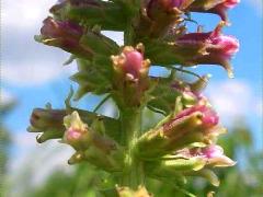 (Prairie Blazing Star) stem