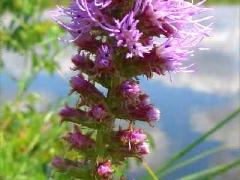 (Prairie Blazing Star)