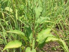 (Wild Quinine)