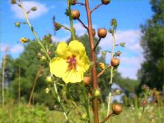 (Moth Mullein) flower