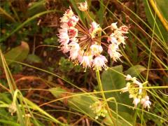 (Nodding Wild Onion)