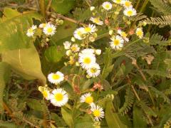 (Annual Fleabane)