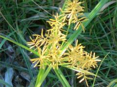 (Field Nut Sedge)