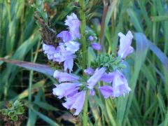 (False Dragonhead)