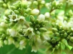 (Hemp Dogbane) flower