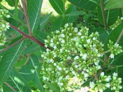 (Hemp Dogbane) flowers