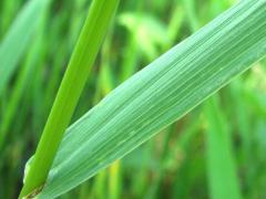 (Hungarian Brome) blade