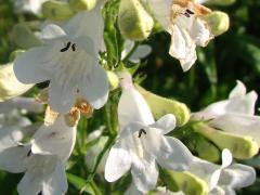 (Foxglove Beard Tongue) flower