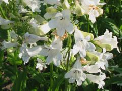 (Foxglove Beard Tongue) flowers