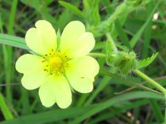 (Sulfur Cinquefoil)