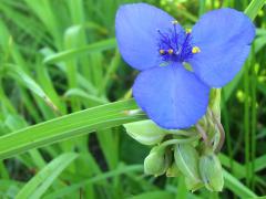 (Common Spiderwort)