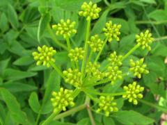 (Golden Alexanders)