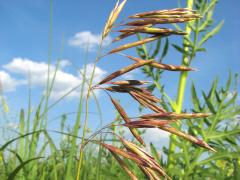 (Hungarian Brome) fruit