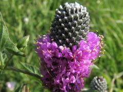 (Purple Prairie Clover)