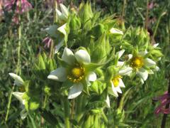 (Prairie Cinquefoil)