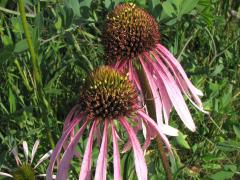 (Purple Coneflower)