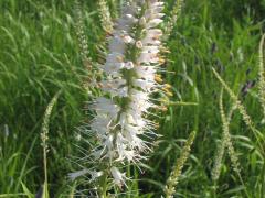 (Culver's Root)