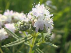 (Common Mountain Mint)