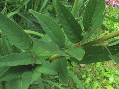 (Showy Tick Trefoil) leaves