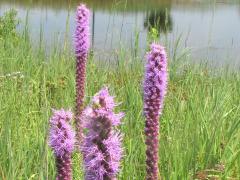 (Prairie Blazing Star) inflorescence