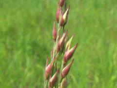 (Switch Grass) fruit