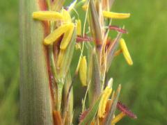 (Big Bluestem) flowers