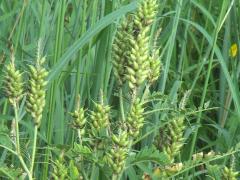 (Canadian Milk Vetch) fruit