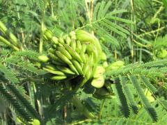 (Illinois Bundleflower) fruit