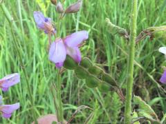 (Showy Tick Trefoil)