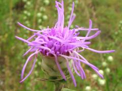 (Rough Blazing Star) flower