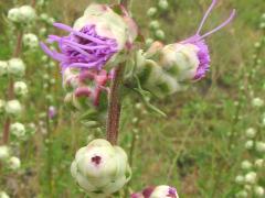 (Rough Blazing Star) flowers