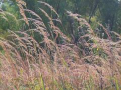 (Hungarian Brome)