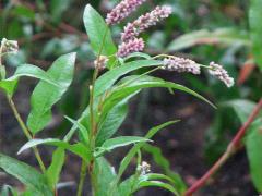 (Pennsylvania Knotweed) plant