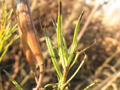 (Whorled Milkweed) fruit