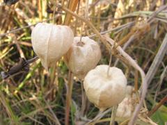 (Long-leaved Groundcherry) fruit