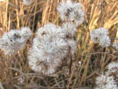 (Stiff Goldenrod) fruit