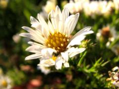 (Heath Aster)